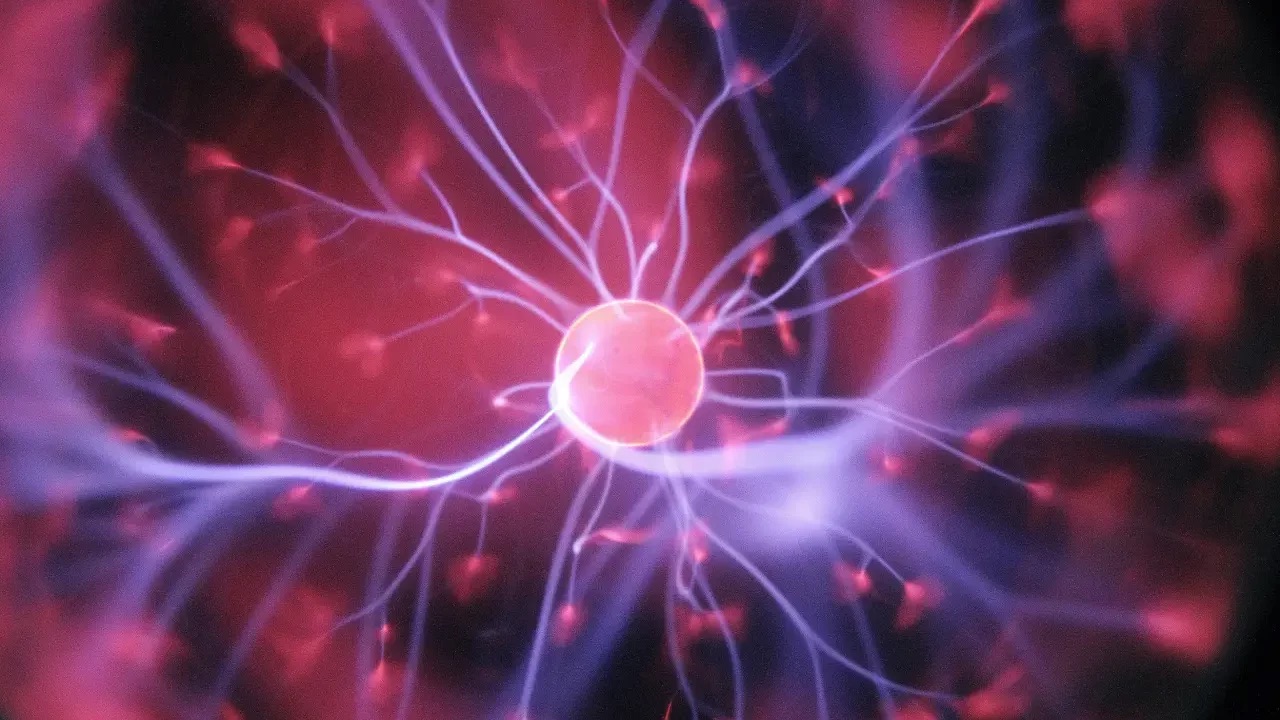 Científicos desarrollan método para identificar neuronas equivalentes entre cerebros