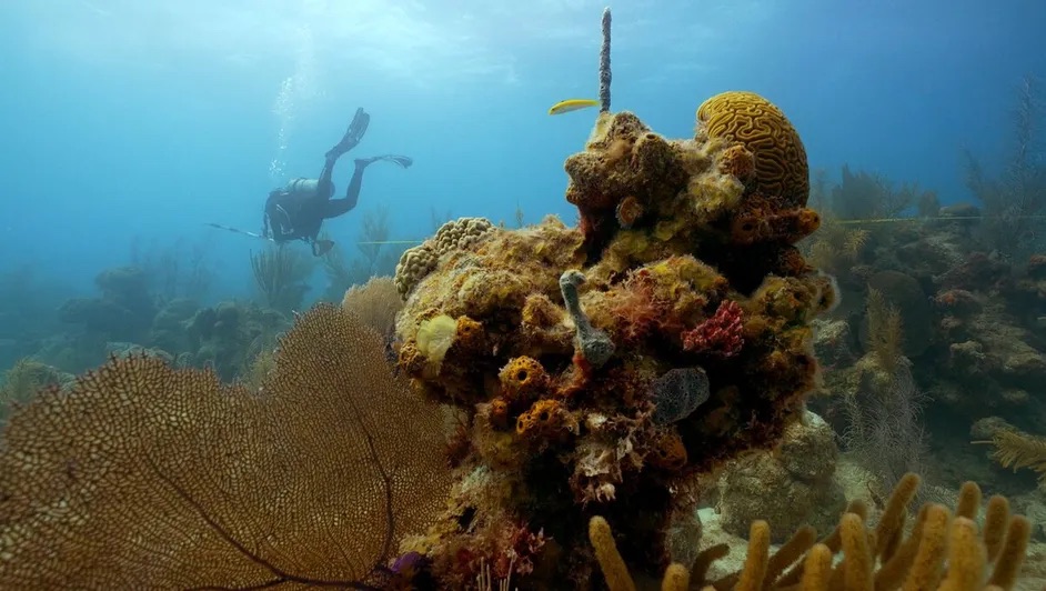 Arrecife artificial, un proyecto que busca preservar especies