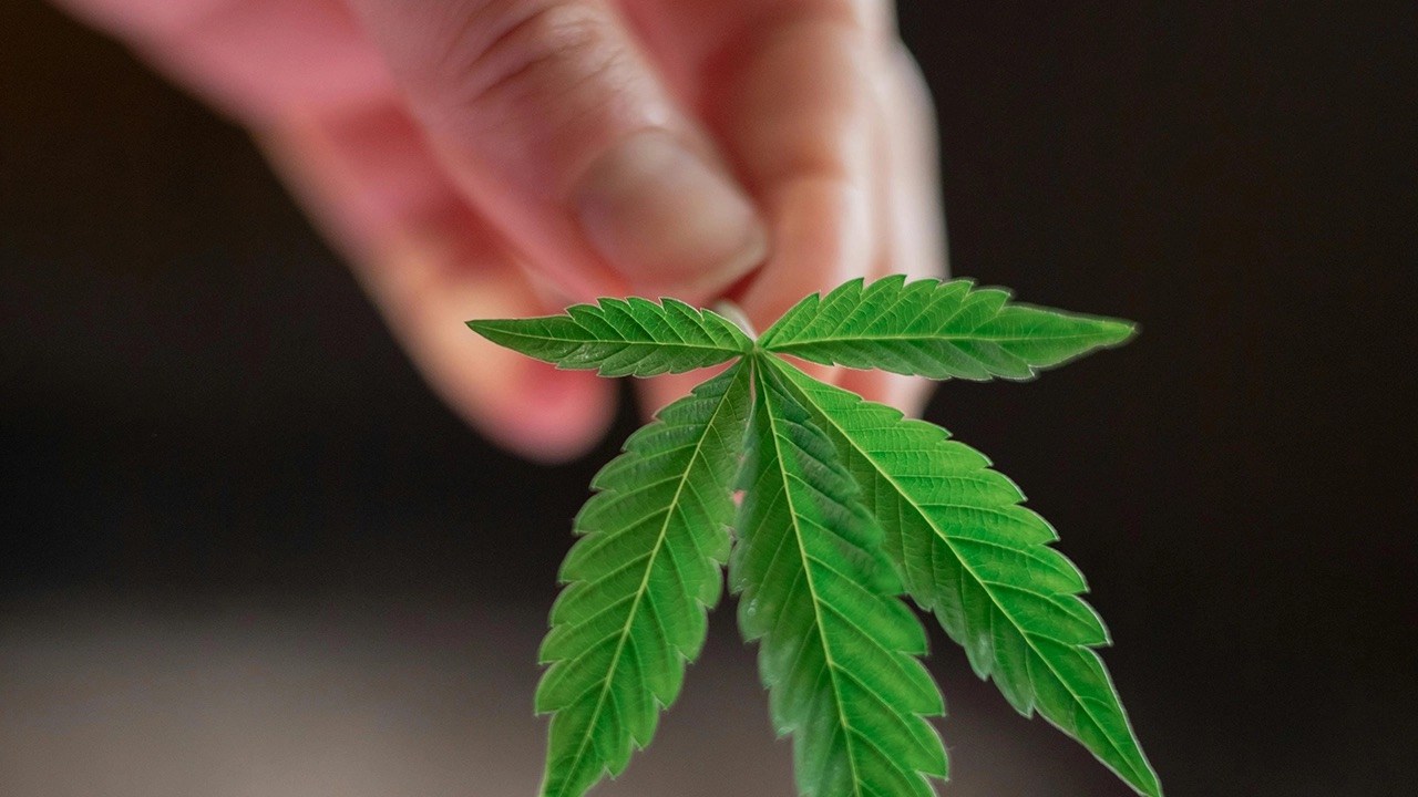 Cannabis impulsa la economía de hotelería y gastronomía