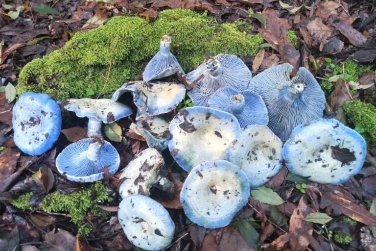 En temporada de hongos, ofrecen caminatas y gastronomía en Omitlán