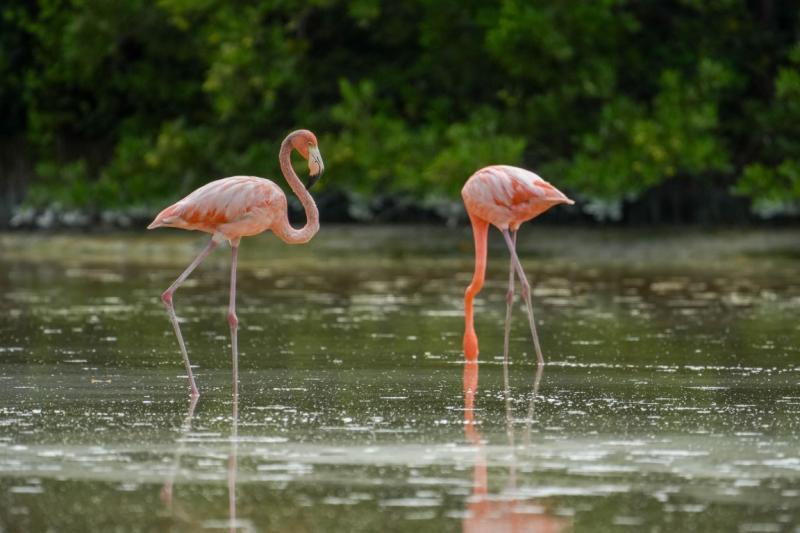 Turismo sustentable en Celestún fortalece lazos con agencias de viajes