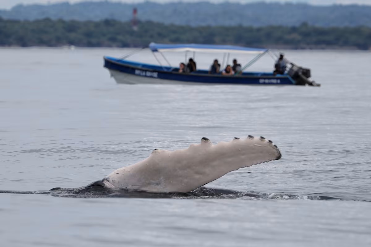 Turismo responsable: la nueva mirada para observar ballenas en Latinoamérica