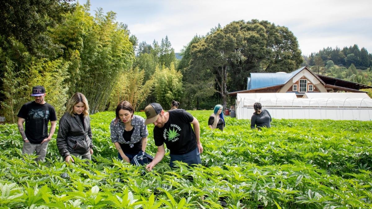 Turismo cannábico: entre la experiencia inmersiva y la rentabilidad sostenible