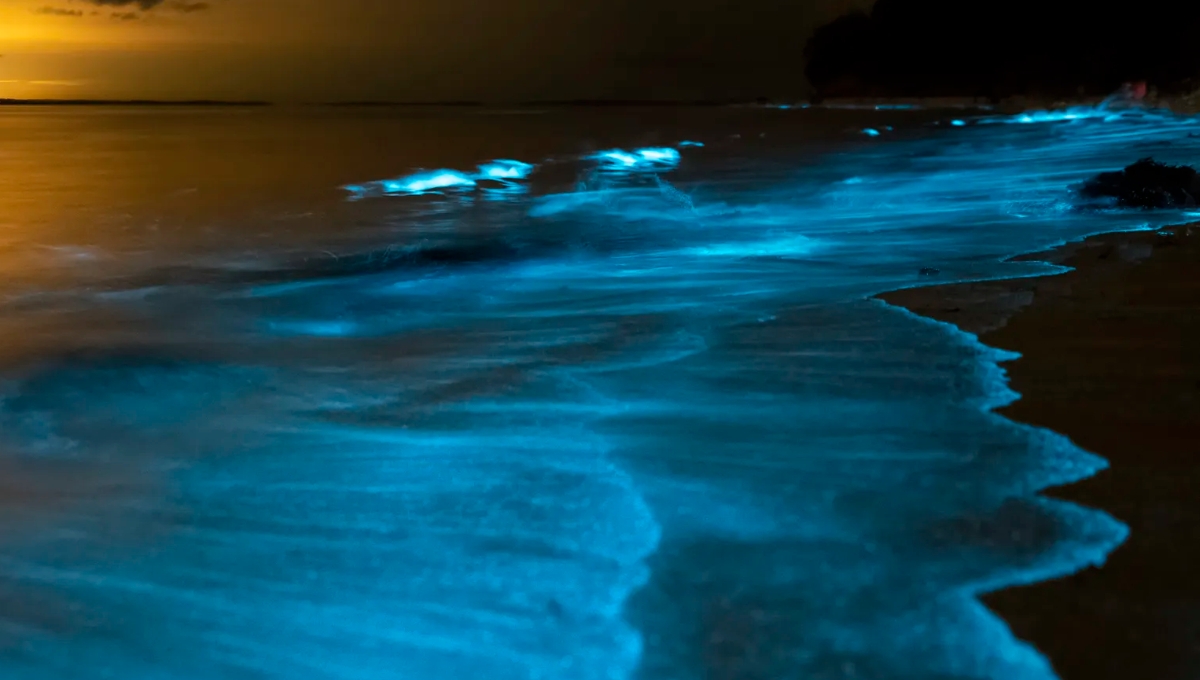 Bioluminiscencia en Yucatán