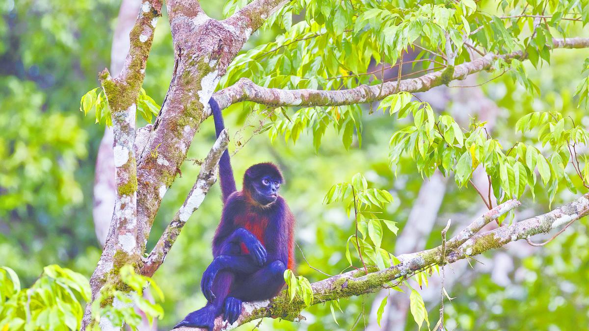 Costa Rica es ejemplo mundial de turismo sostenible