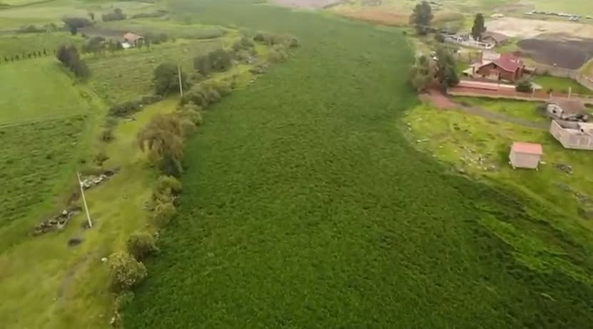 Rescatan laguna de Chignahuapan; retiran lirio