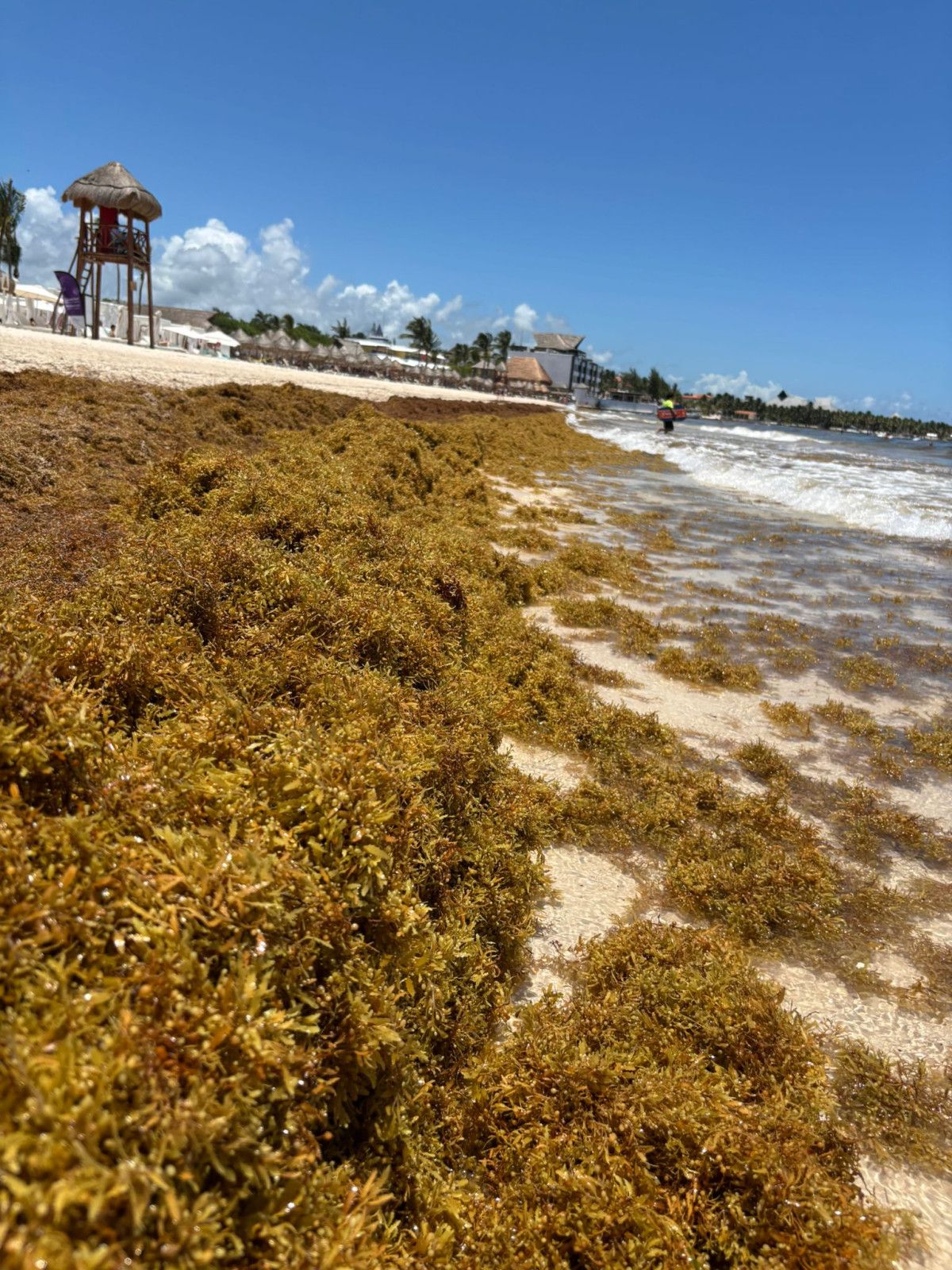 Sargazo rompe récords y amenaza playas del Caribe